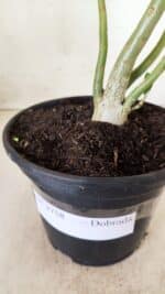 Planta Dobrada 2758 – 30cm – 02 anos - Imagem 6