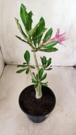 Planta Dobrada 2758 – 30cm – 02 anos - Imagem 5