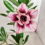 Planta Dobrada 2758 – 30cm – 02 anos