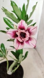 Planta Dobrada 2758 – 30cm – 02 anos