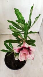 Planta Dobrada 2758 – 30cm – 02 anos - Imagem 4