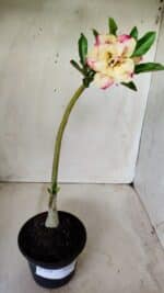 Planta Dobrada 2759 – 30cm – 02 anos - Imagem 2