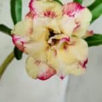 Planta Dobrada 2759 – 30cm – 02 anos