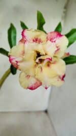 Planta Dobrada 2759 – 30cm – 02 anos