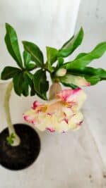 Planta Dobrada 2759 – 30cm – 02 anos - Imagem 4