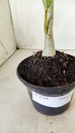 Planta Dobrada 2759 – 30cm – 02 anos - Imagem 6