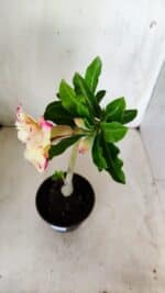 Planta Dobrada 2759 – 30cm – 02 anos - Imagem 5