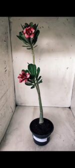 Planta Dobrada 2760 – 30cm – 02 anos - Imagem 5