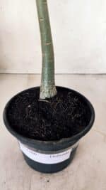 Planta Dobrada 2760 – 30cm – 02 anos - Imagem 8