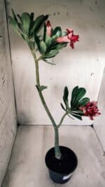 Planta Dobrada 2760 – 30cm – 02 anos - Imagem 7