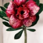 Planta Dobrada 2760 – 30cm – 02 anos