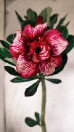 Planta Dobrada 2760 – 30cm – 02 anos