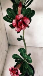 Planta Dobrada 2760 – 30cm – 02 anos - Imagem 6