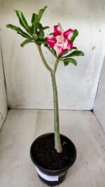 Planta Dobrada 2761 – 30cm – 02 anos - Imagem 2