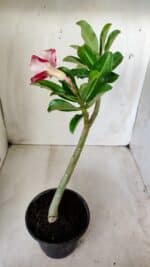 Planta Dobrada 2761 – 30cm – 02 anos - Imagem 5