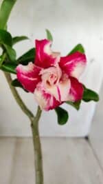 Planta Dobrada 2761 – 30cm – 02 anos