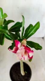 Planta Dobrada 2761 – 30cm – 02 anos - Imagem 4