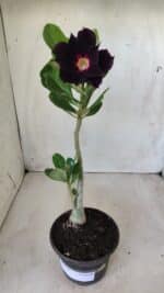 Planta Dobrada 2762 – 30cm – 02 anos - Imagem 5
