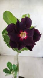 Planta Dobrada 2762 – 30cm – 02 anos