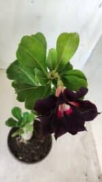 Planta Dobrada 2762 – 30cm – 02 anos - Imagem 4