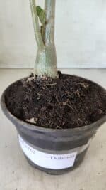 Planta Dobrada 2762 – 30cm – 02 anos - Imagem 7