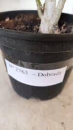 Planta Dobrada 2763 – 30cm – 02 anos - Imagem 7