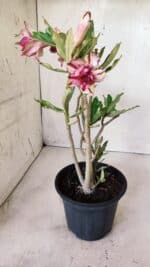 Planta Dobrada 2763 – 30cm – 02 anos - Imagem 6