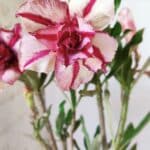 Planta Dobrada 2763 – 30cm – 02 anos