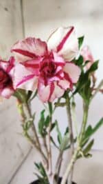 Planta Dobrada 2763 – 30cm – 02 anos