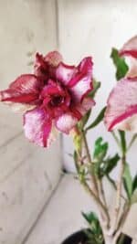 Planta Dobrada 2763 – 30cm – 02 anos - Imagem 5