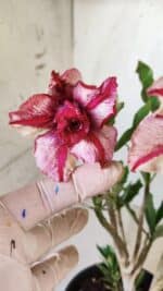 Planta Dobrada 2763 – 30cm – 02 anos - Imagem 3