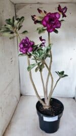 Planta Dobrada 2764 – 45cm – 04 anos - Imagem 2