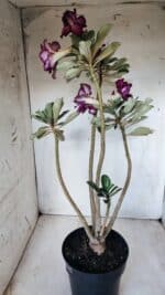 Planta Dobrada 2764 – 45cm – 04 anos - Imagem 7