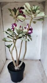Planta Dobrada 2764 – 45cm – 04 anos - Imagem 6