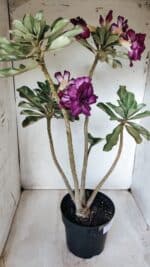 Planta Dobrada 2764 – 45cm – 04 anos - Imagem 4