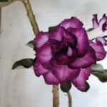 Planta Dobrada 2764 – 45cm – 04 anos