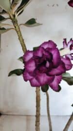 Planta Dobrada 2764 – 45cm – 04 anos