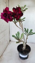 Planta Dobrada 2765 – 30cm – 02 anos - Imagem 2