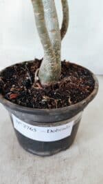 Planta Dobrada 2765 – 30cm – 02 anos - Imagem 6