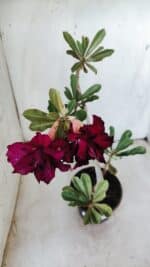 Planta Dobrada 2765 – 30cm – 02 anos - Imagem 4