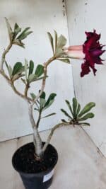 Planta Dobrada 2765 – 30cm – 02 anos - Imagem 5