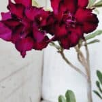 Planta Dobrada 2765 – 30cm – 02 anos