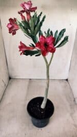 Planta Dobrada 2766 – 30cm – 02 anos - Imagem 2