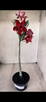 Planta Dobrada 2766 – 30cm – 02 anos - Imagem 6