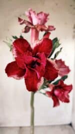 Planta Dobrada 2766 – 30cm – 02 anos - Imagem 4