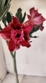 Planta Dobrada 2766 – 30cm – 02 anos - Imagem 5