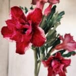 Planta Dobrada 2766 – 30cm – 02 anos