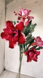 Planta Dobrada 2766 – 30cm – 02 anos