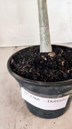 Planta Dobrada 2766 – 30cm – 02 anos - Imagem 7