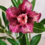 Planta Dobrada 2767 – 30cm – 02 anos